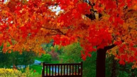 oktiabr-1024×768-1-585×585