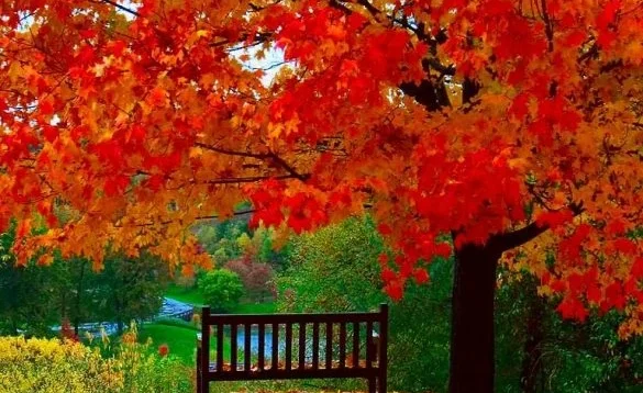 oktiabr-1024×768-1-585×585